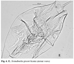 Testudinella greeni