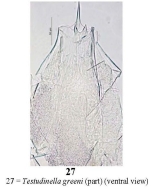 Testudinella greeni