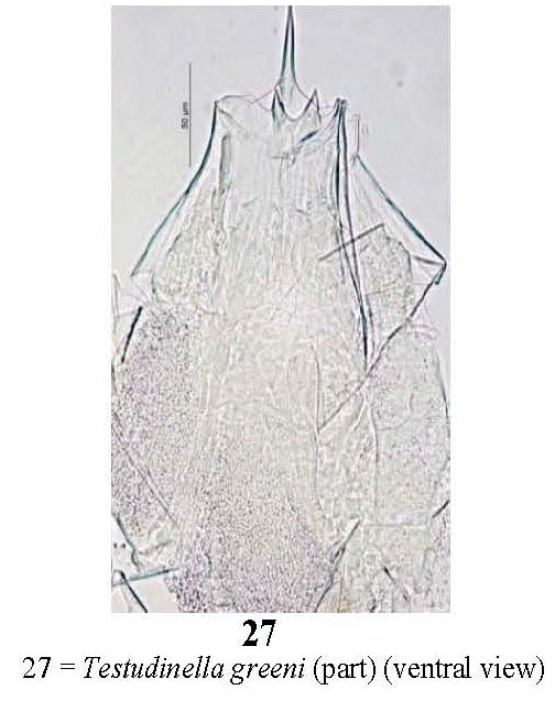 Testudinella greeni Testudinella greeni