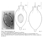 Testudinella greeni - Original description image