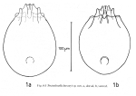 Testudinella husseyi