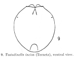 Testudinella incisa