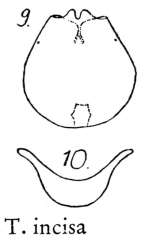 Testudinella incisa