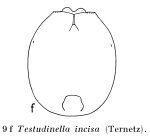 Testudinella incisa