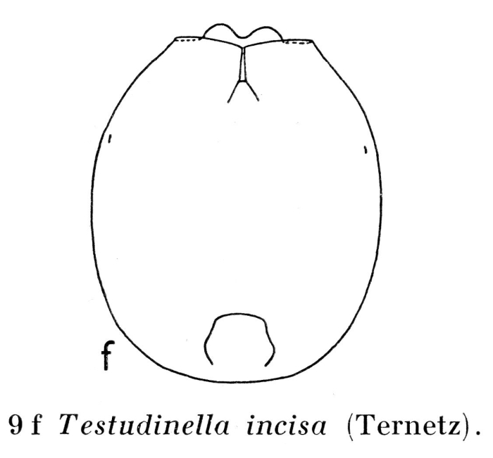 Testudinella incisa Testudinella incisa