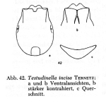Testudinella incisa