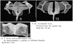 Testudinella incisa
