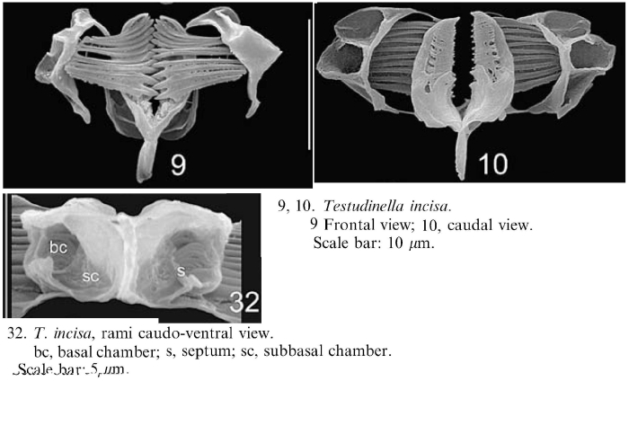 Testudinella incisa Testudinella incisa