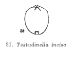 Testudinella incisa