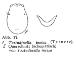Testudinella incisa