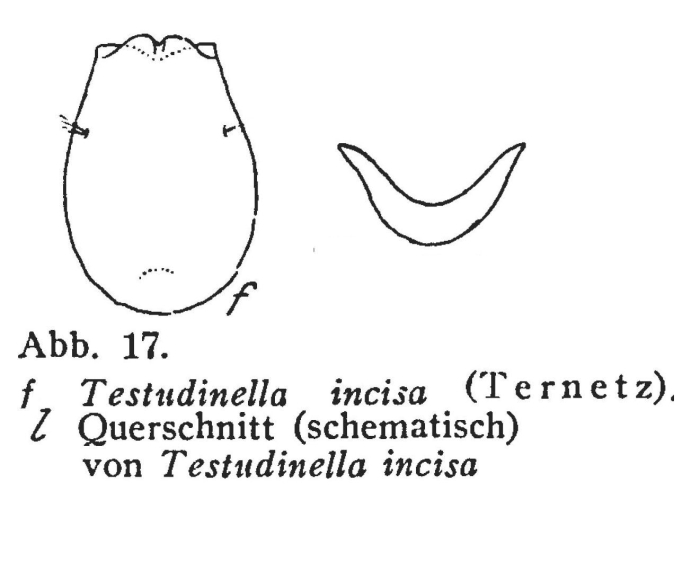 Testudinella incisa Testudinella incisa