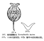 Testudinella incisa