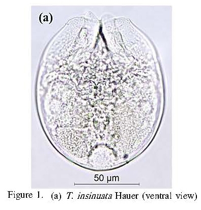 Testudinella incisa Testudinella incisa