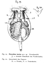 Testudinella incisa - Original description image