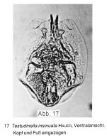 Testudinella insinuata