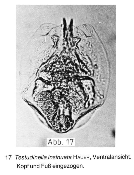 Testudinella insinuata Testudinella insinuata