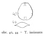 Testudinella insinuata