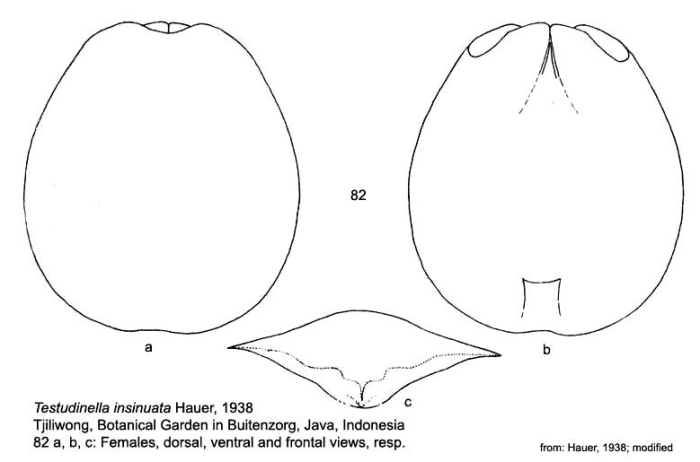 Testudinella insinuata - Original description image