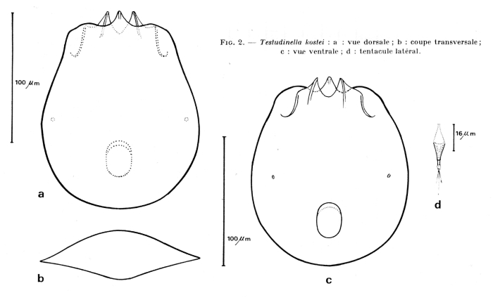 Testudinella kostei Testudinella kostei