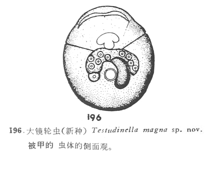 Testudinella magna - Original description image