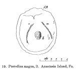Testudinella magna - Original description image