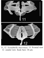 Testudinella mucronata