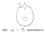 Testudinella mucronata