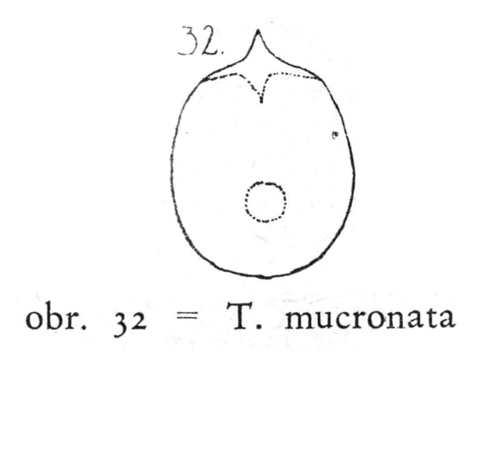 Testudinella mucronata Testudinella mucronata