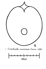 Testudinella mucronata