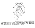 Testudinella mucronata