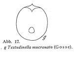 Testudinella mucronata