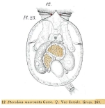 Testudinella mucronata