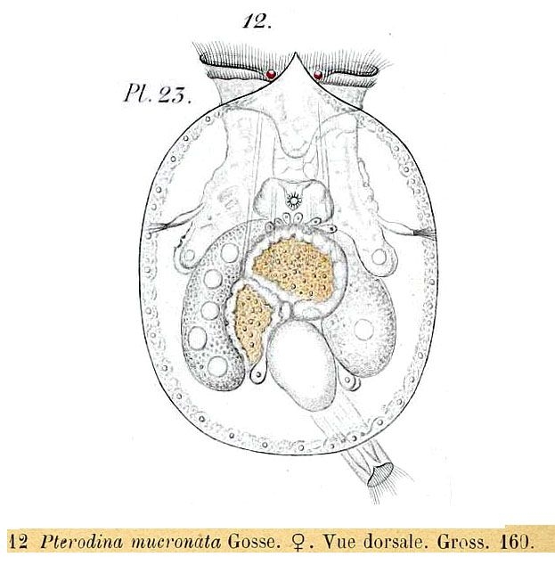 Testudinella mucronata Testudinella mucronata