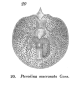 Testudinella mucronata