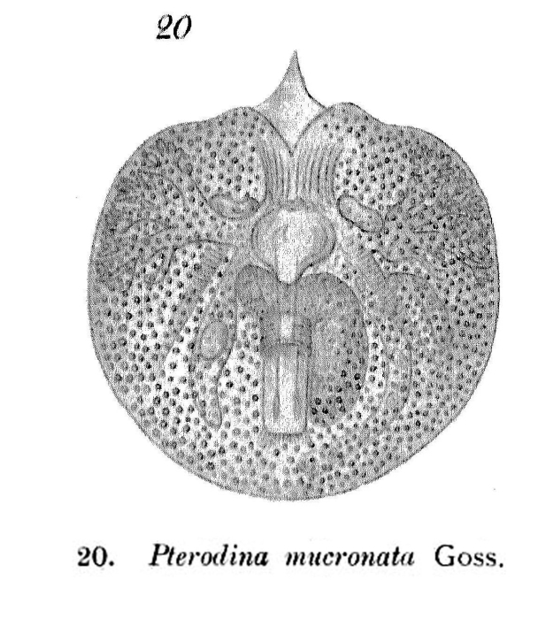 Testudinella mucronata Testudinella mucronata