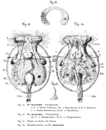 Testudinella mucronata