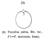 Testudinella mucronata
