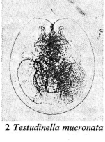 Testudinella mucronata