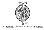 Testudinella mucronata