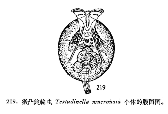 Testudinella mucronata Testudinella mucronata