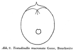 Testudinella mucronata