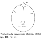 Testudinella mucronata