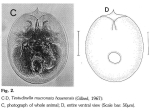 Testudinella mucronata