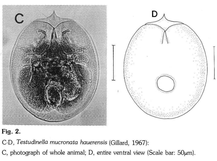 Testudinella mucronata Testudinella mucronata