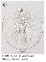 Testudinella mucronata