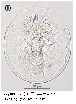 Testudinella mucronata