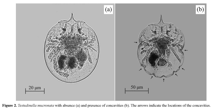 Testudinella mucronata Testudinella mucronata