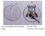 Testudinella mucronata
