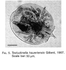 Testudinella mucronata haueriensis