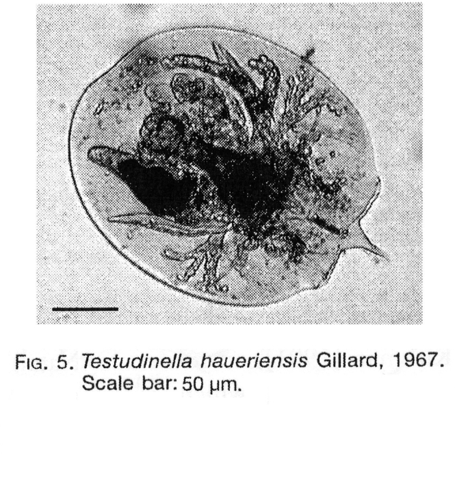 Testudinella mucronata haueriensis